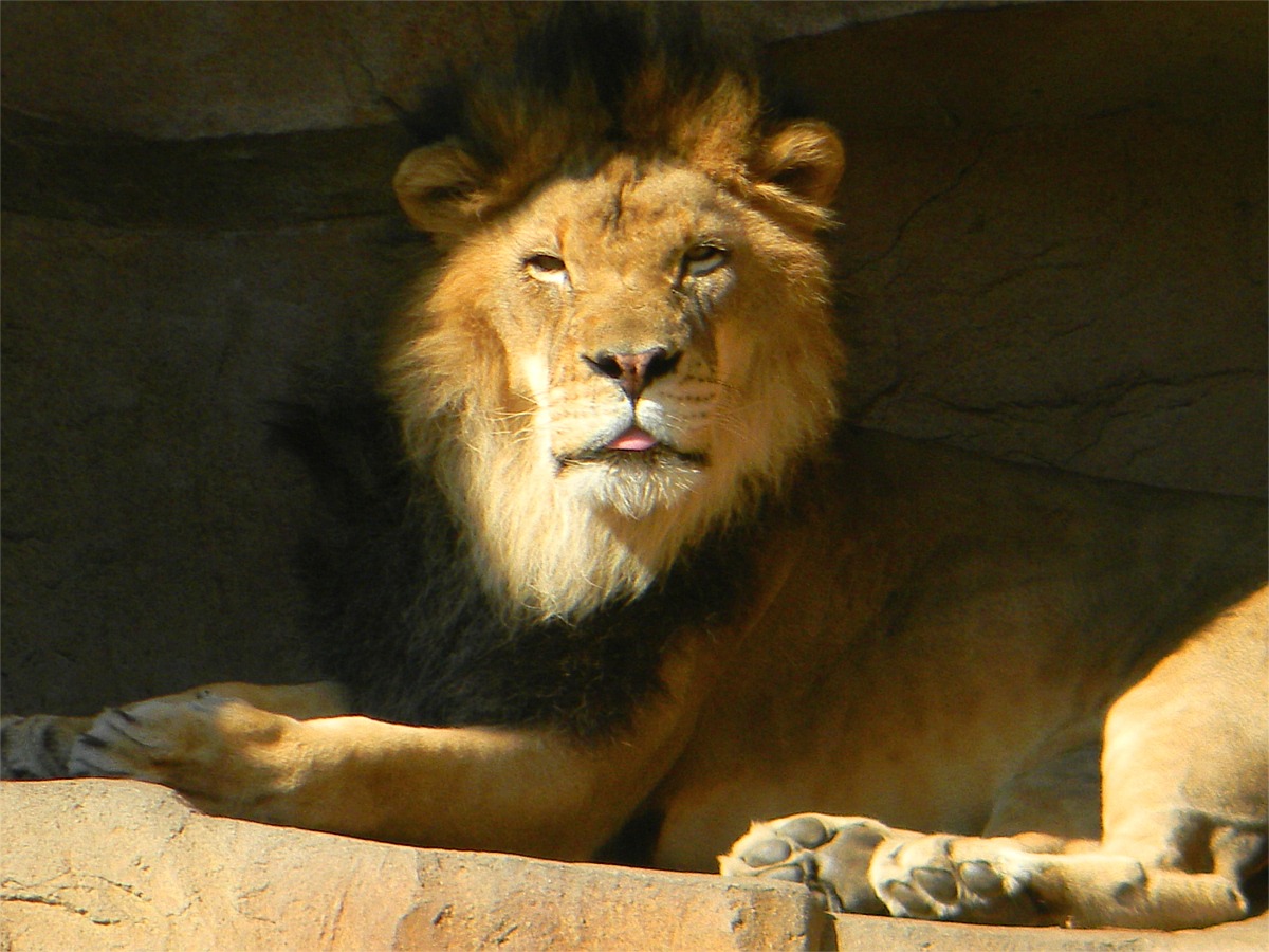African lion