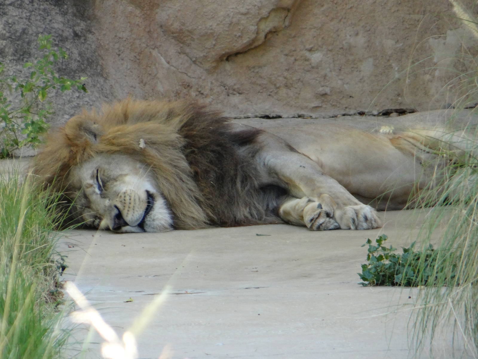 African lion