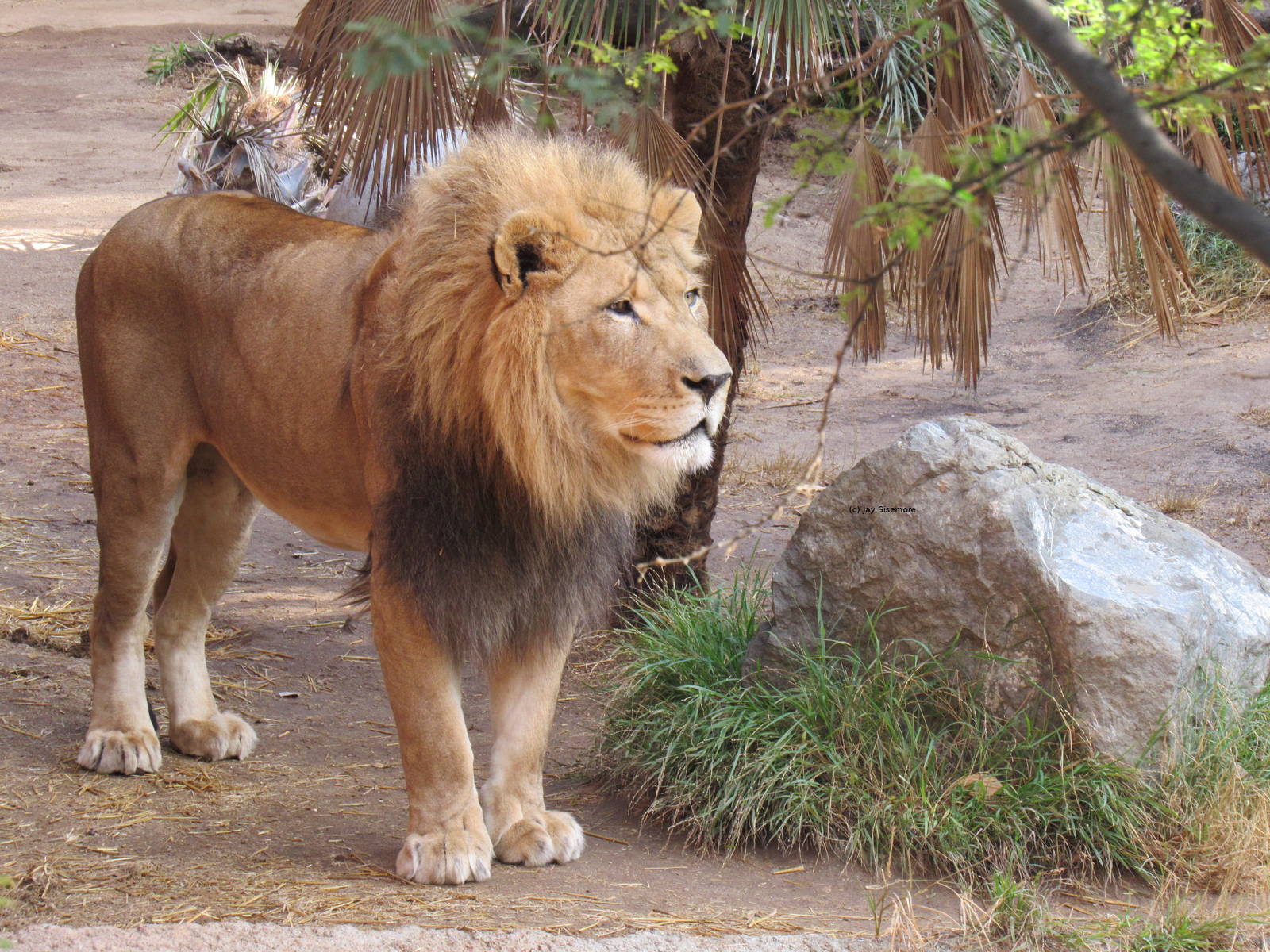 African Lion