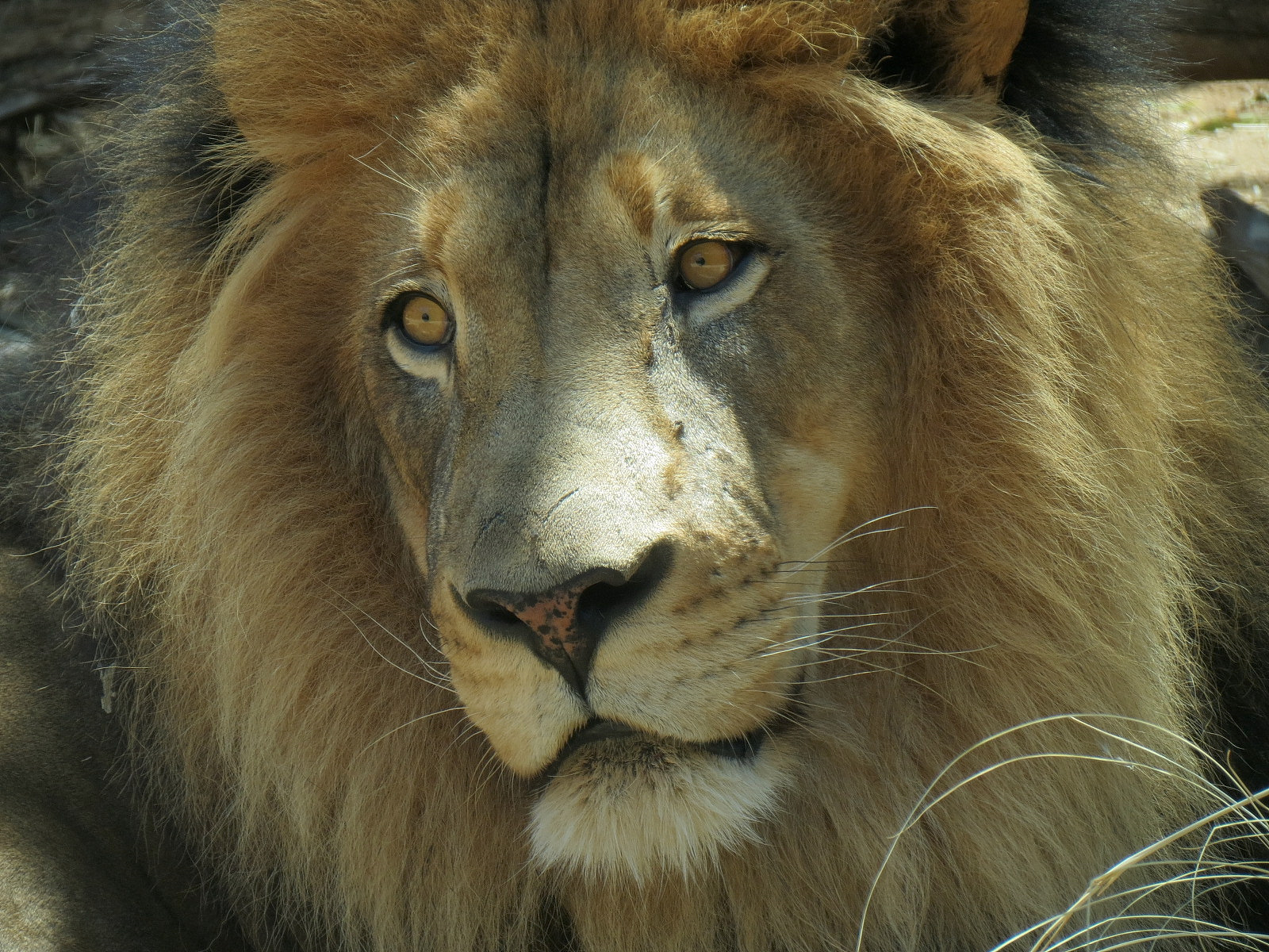 African Lion