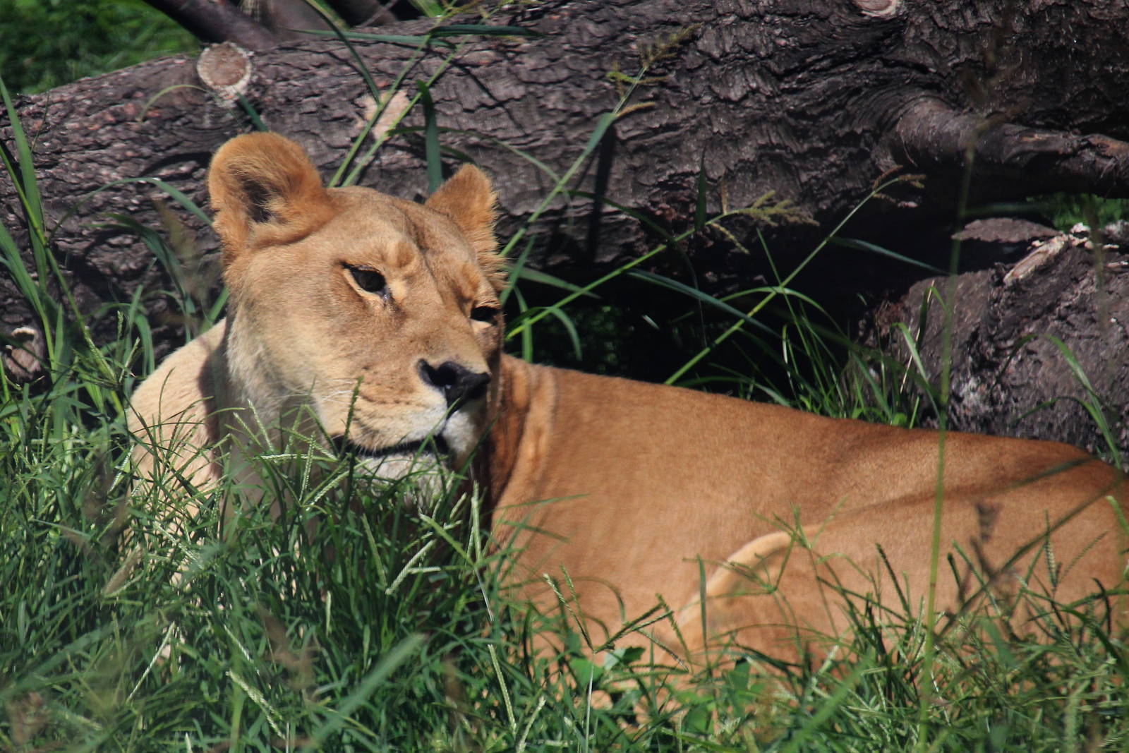 African lion