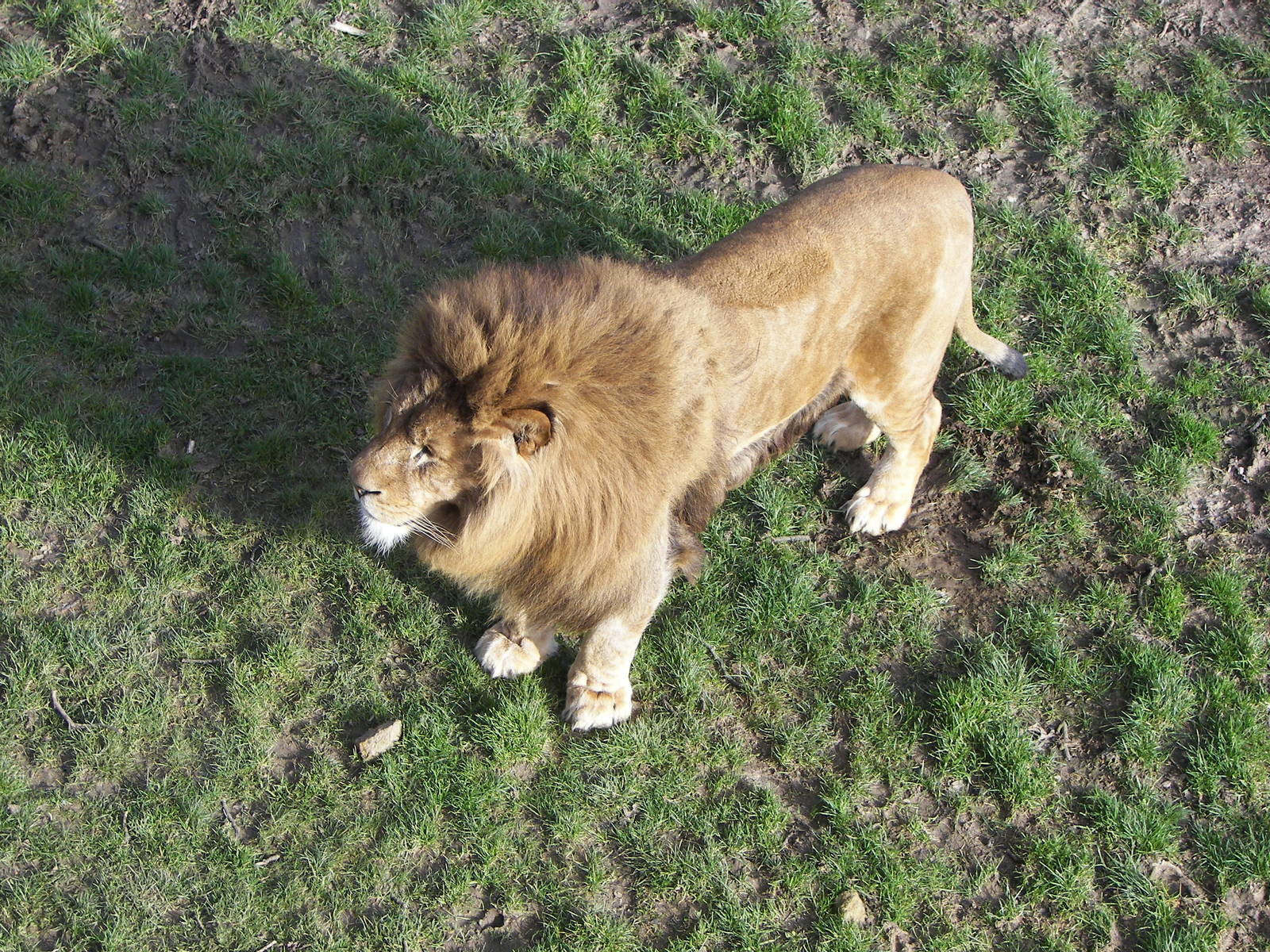 African lion