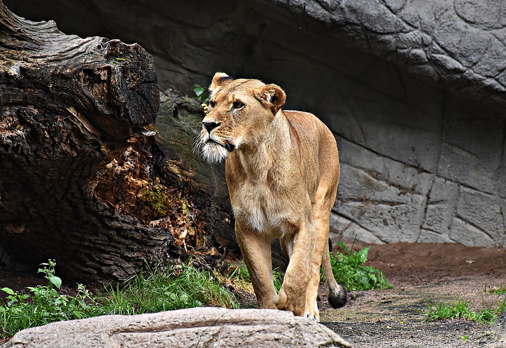 African Lion