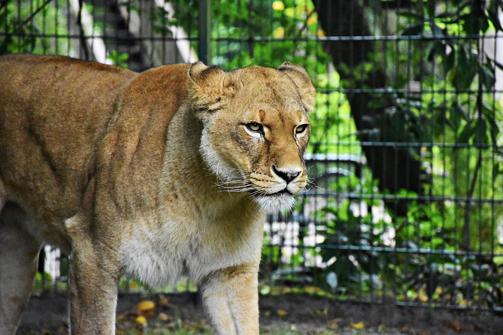 African Lion