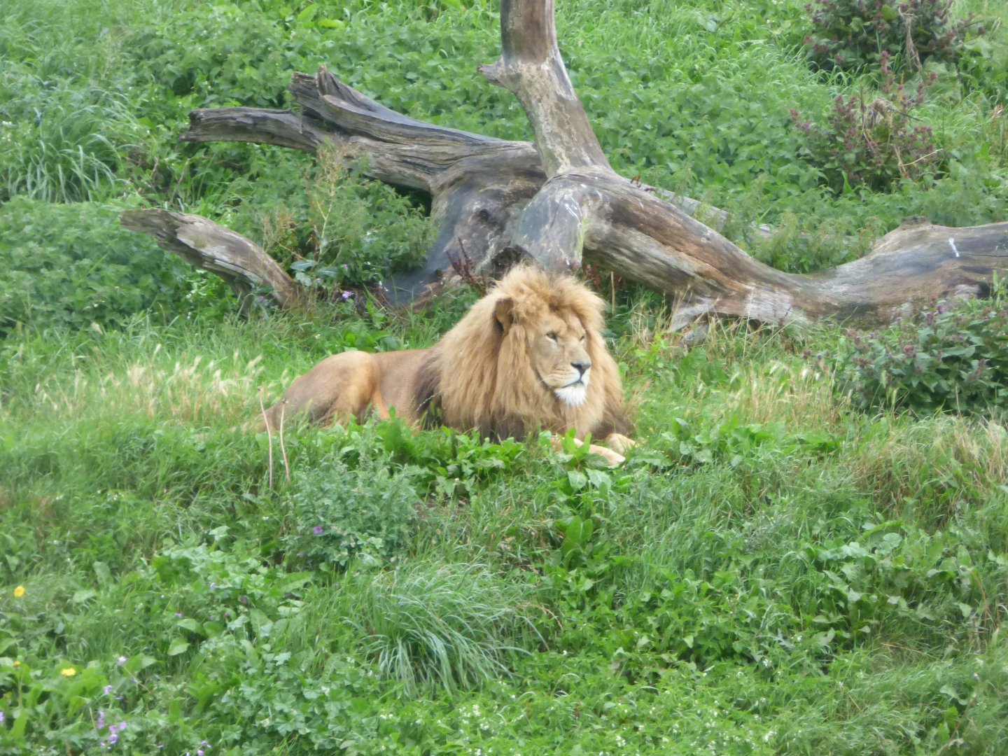 African Lion