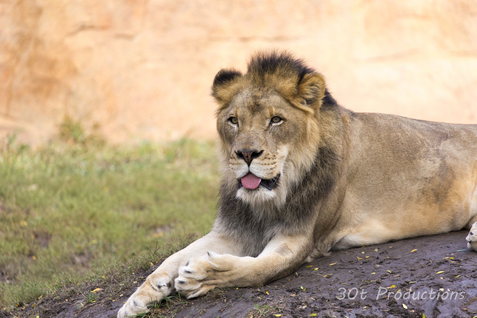 African Lion
