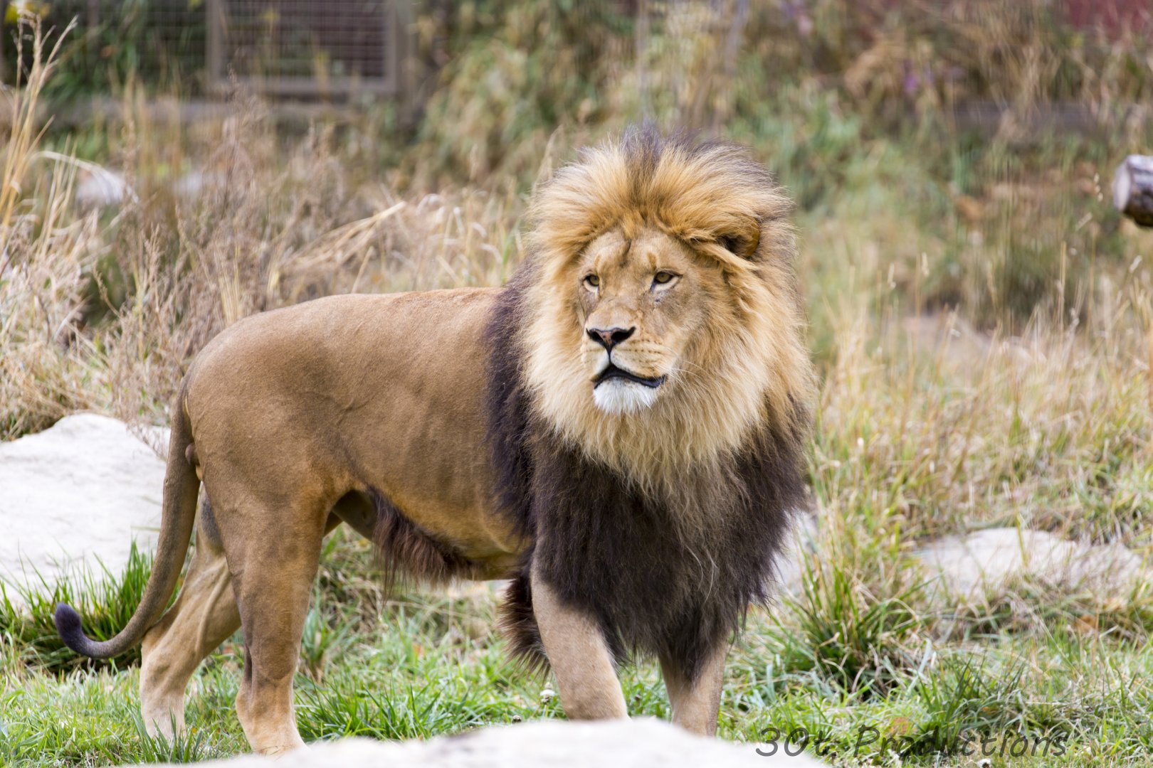 African Lion
