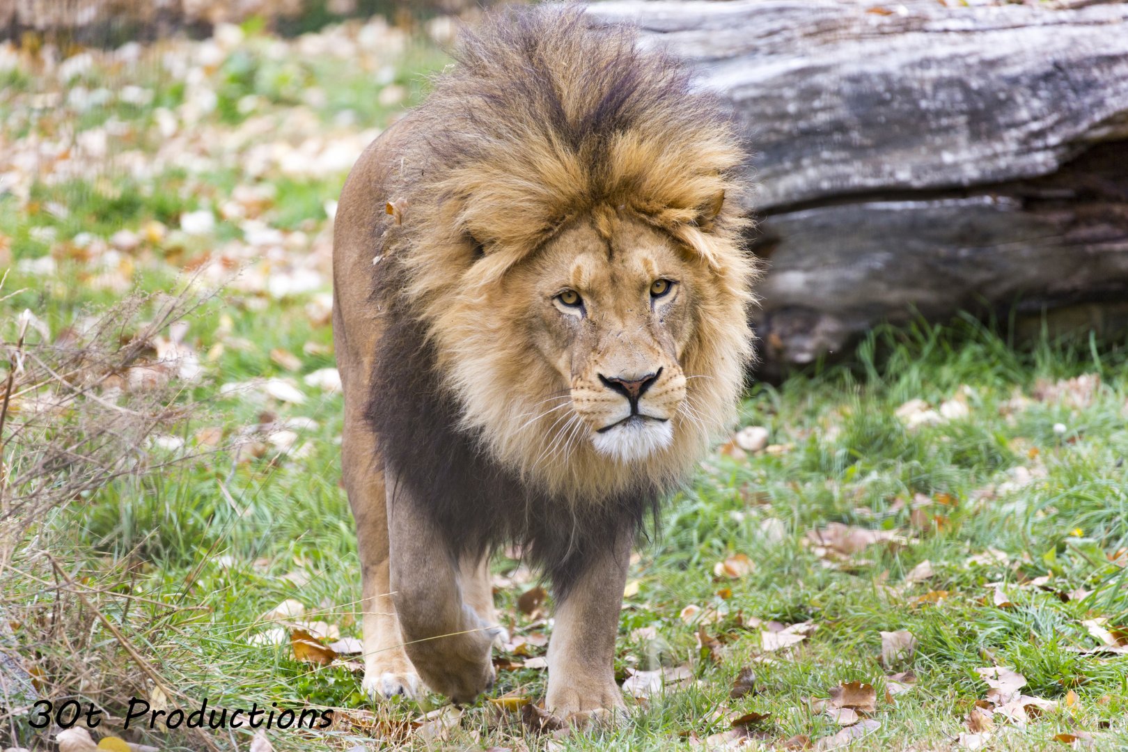 African Lion