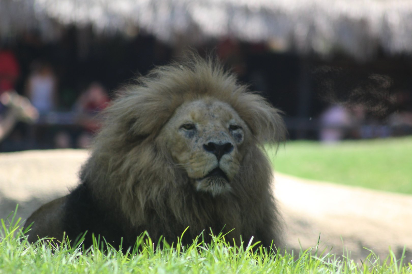 African Lion