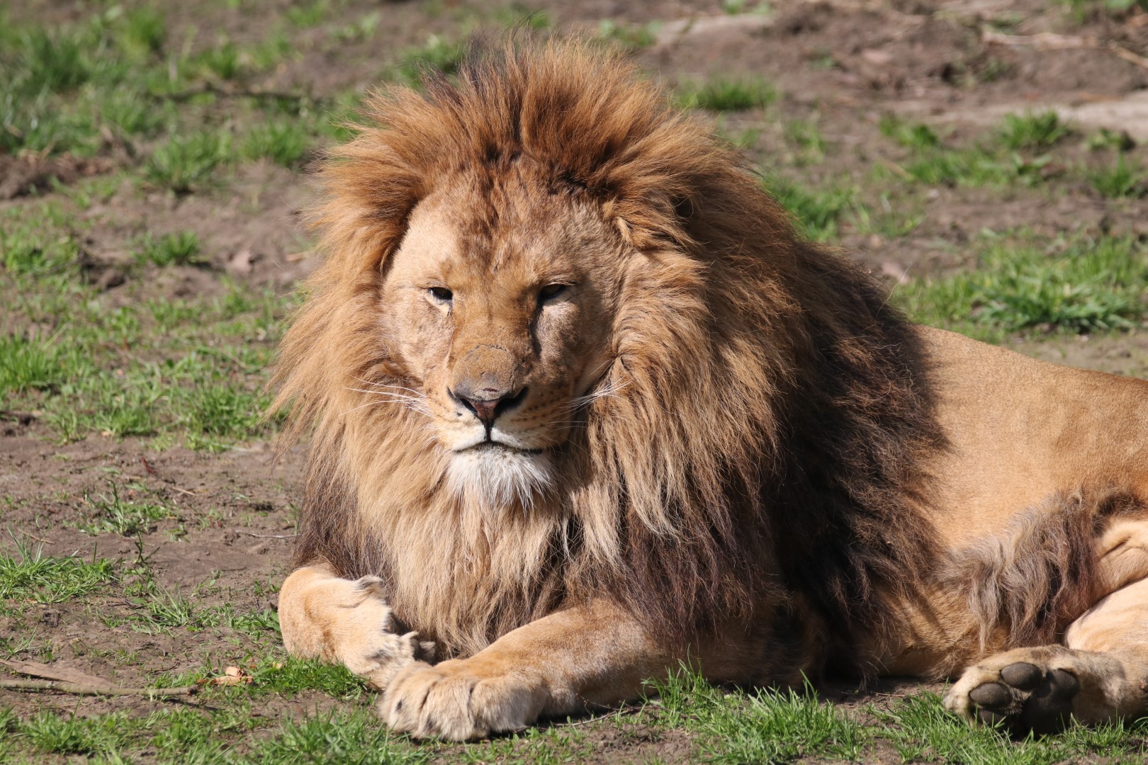African lion