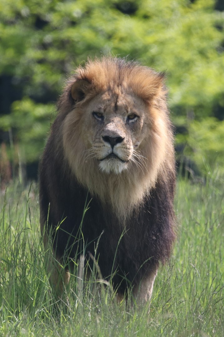 African lion