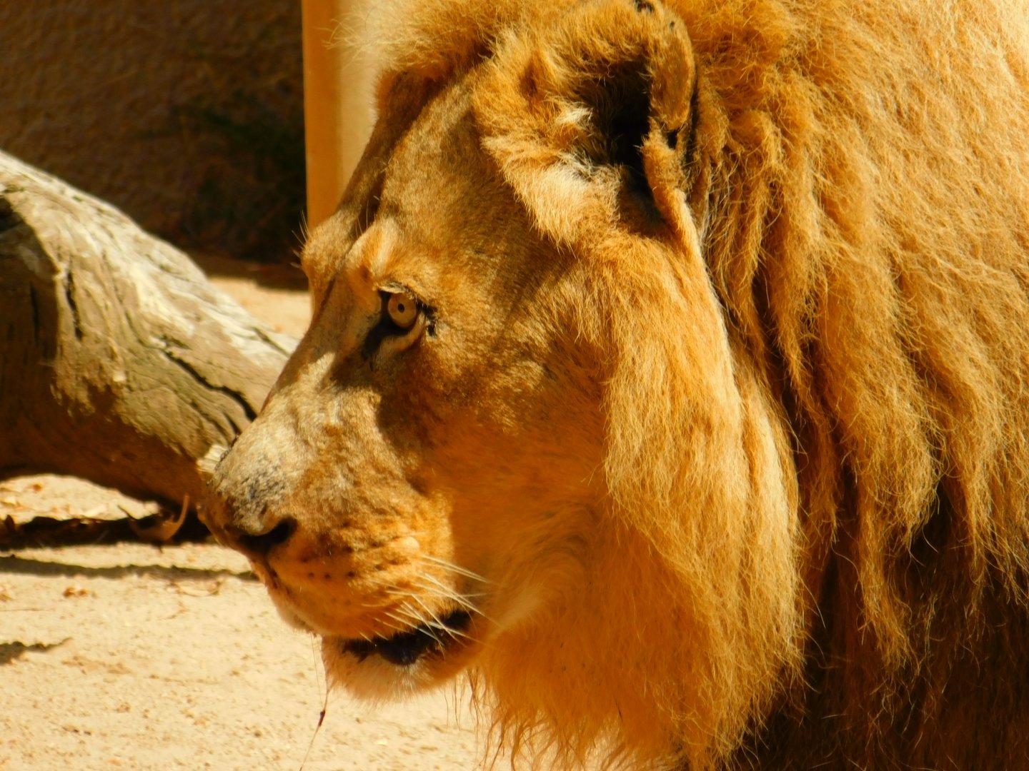 African Lion