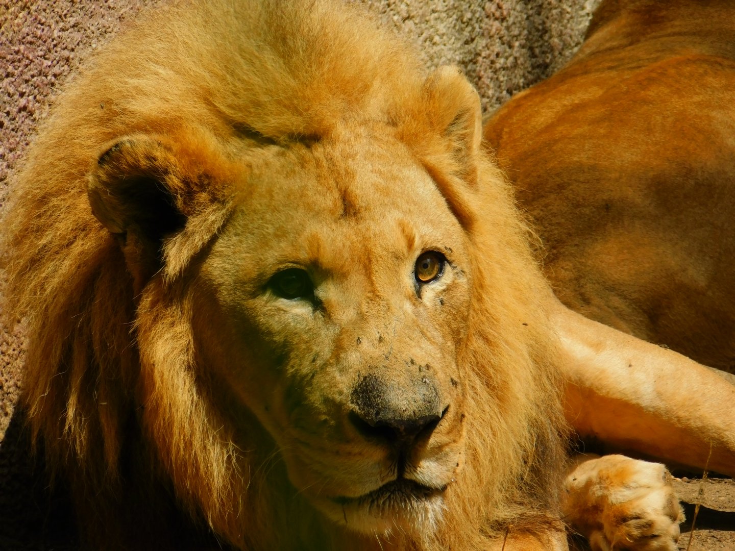 African Lion