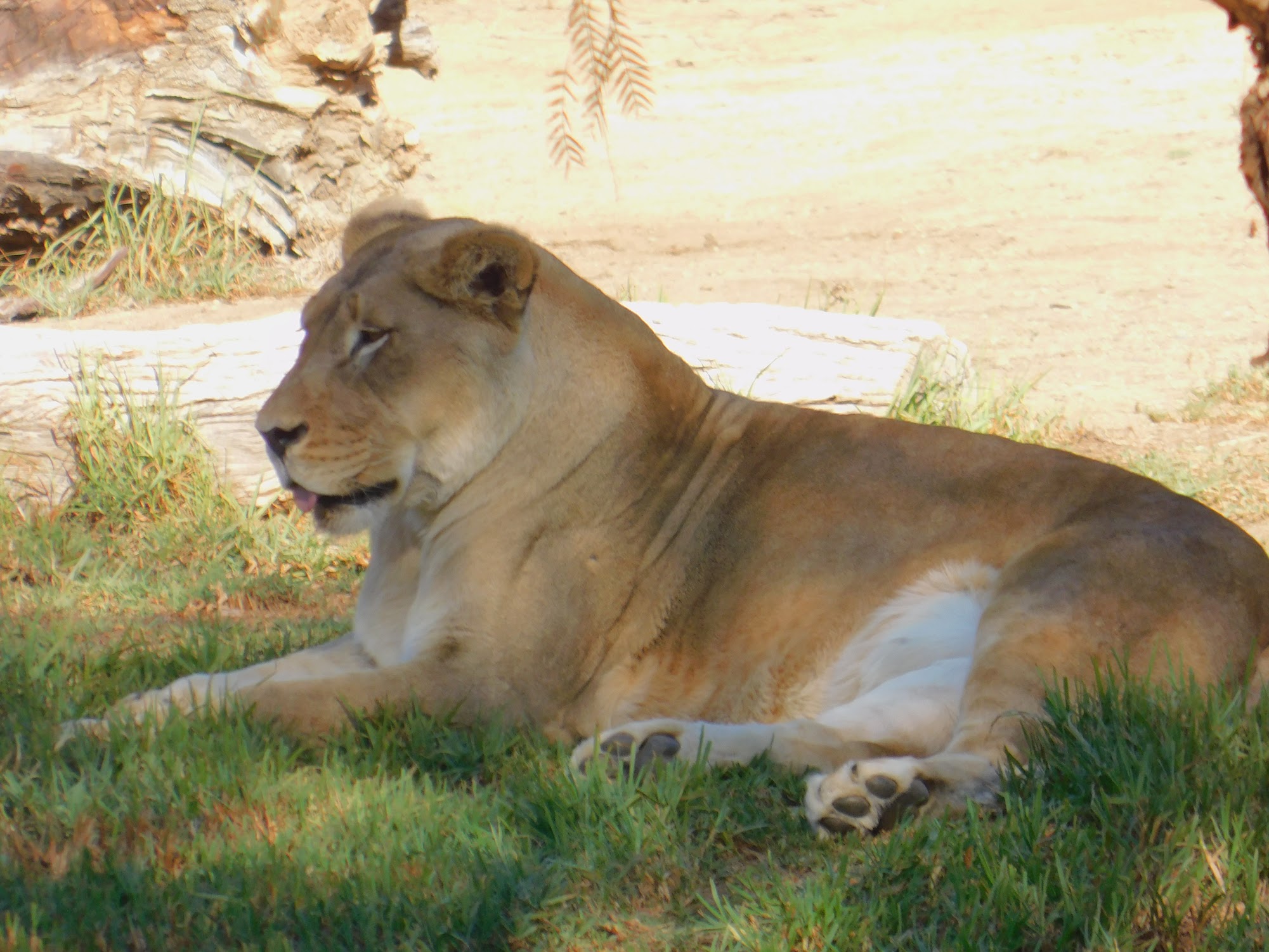African Lion