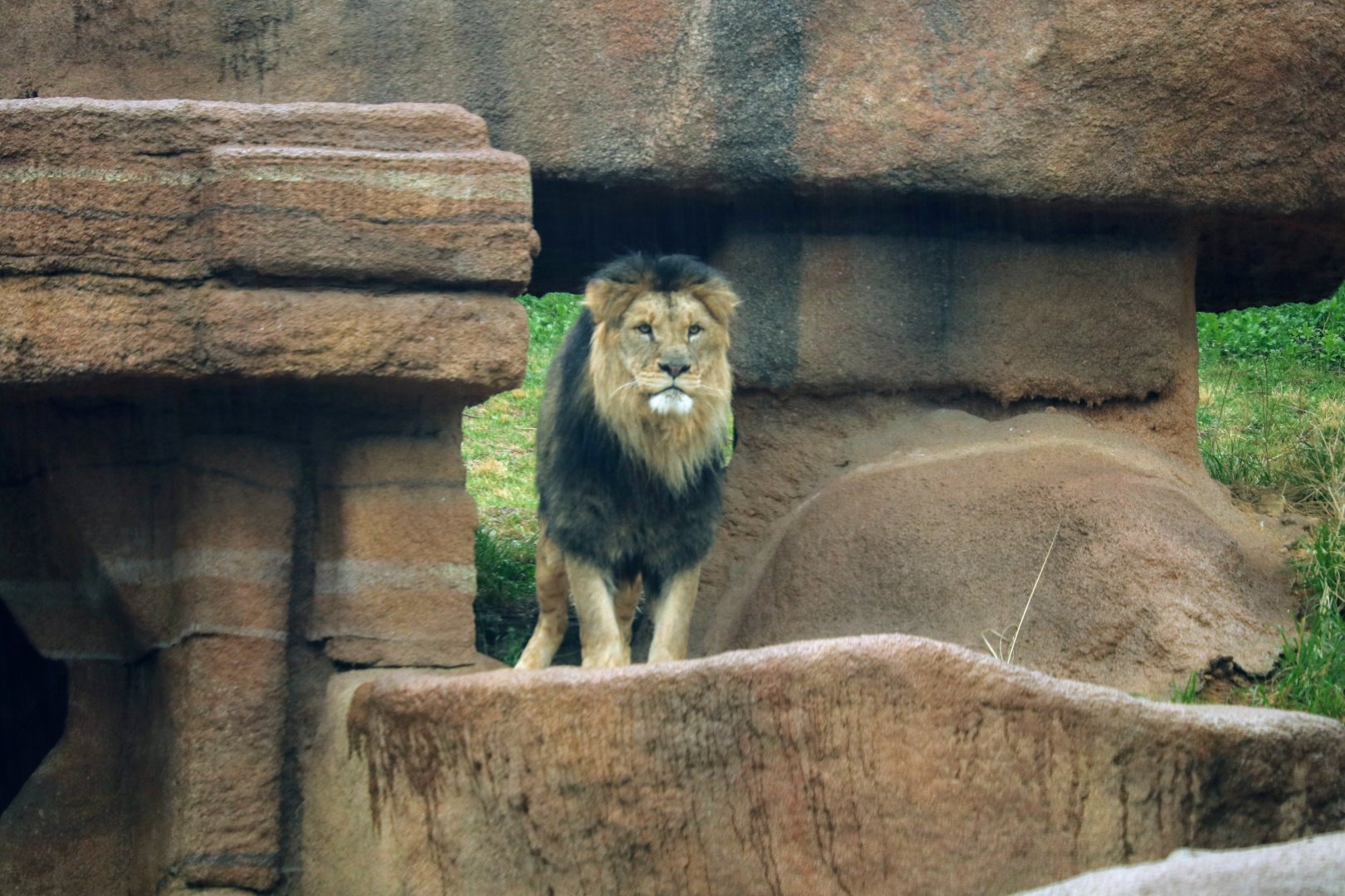 African Lion