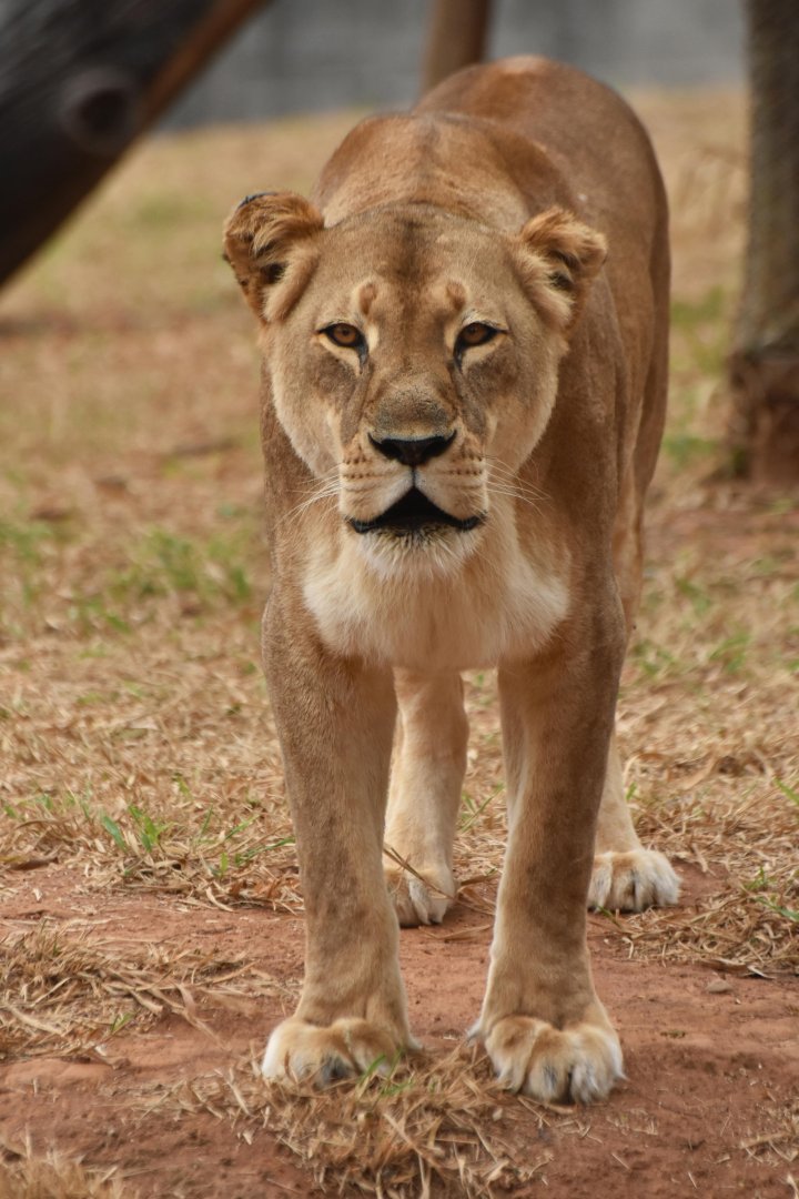 African lion