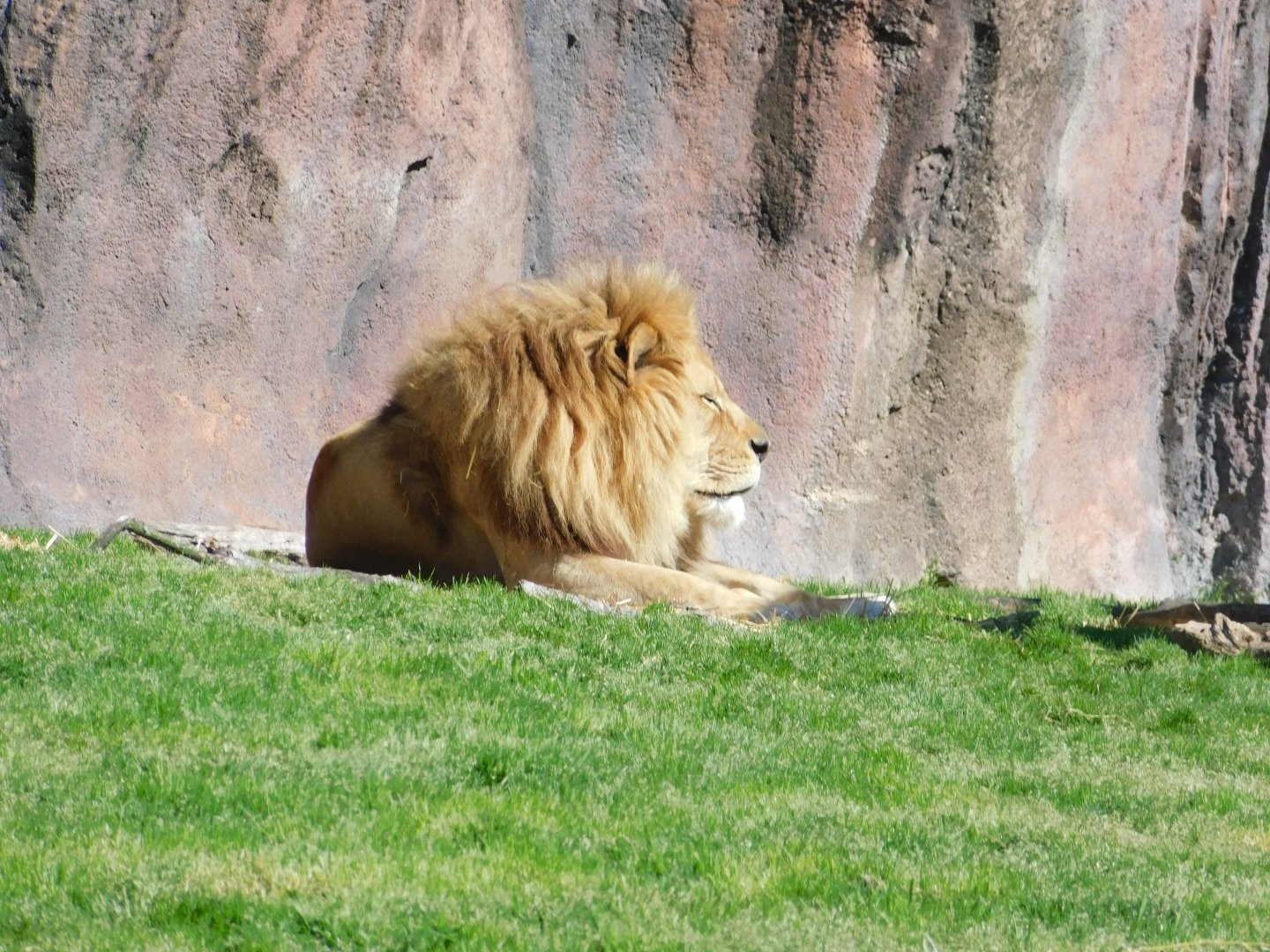 African Lion