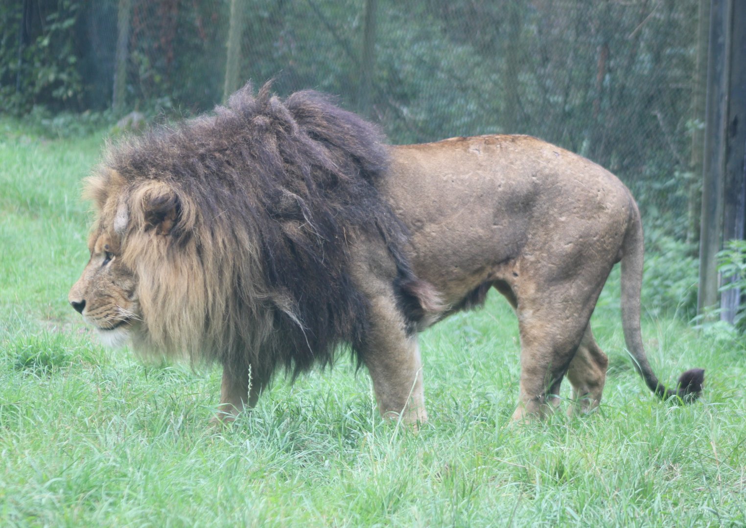African lion