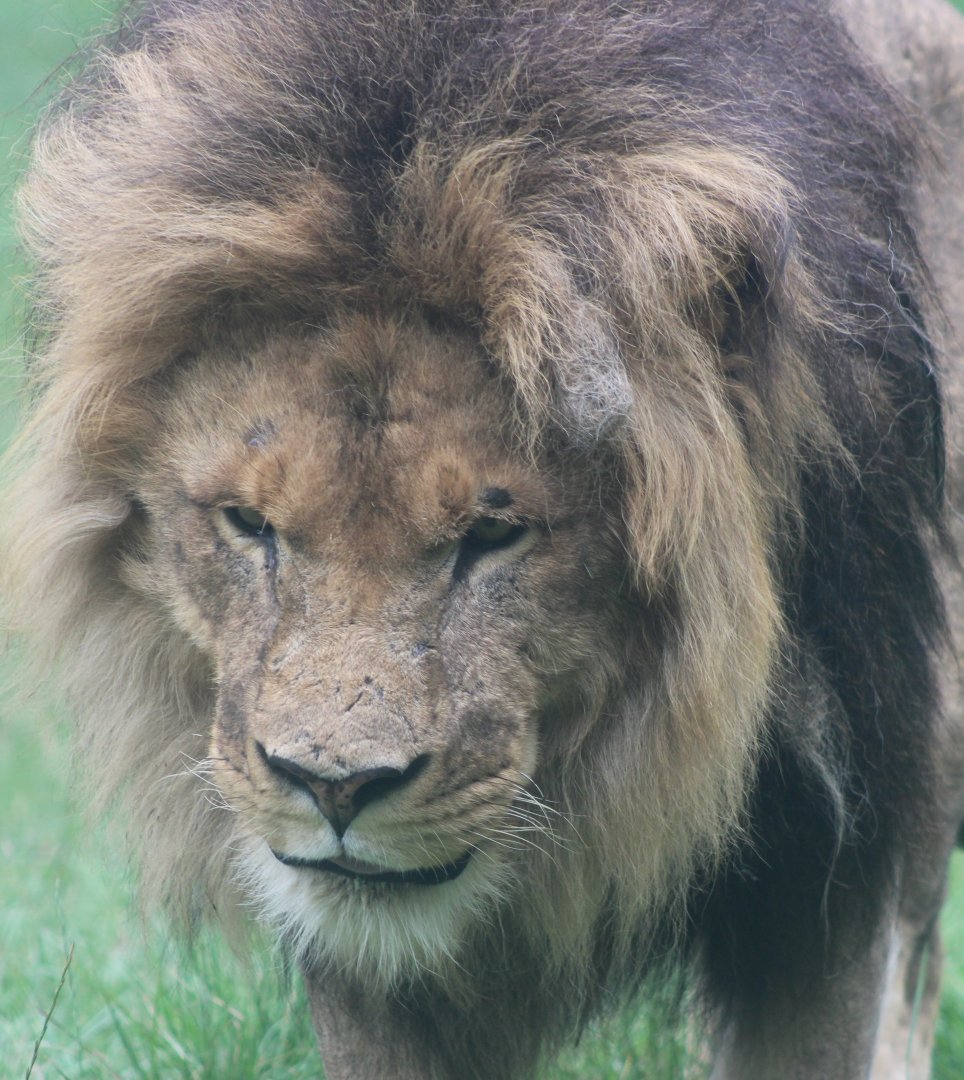 African lion