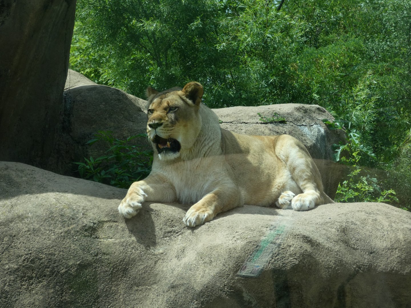 African Lion