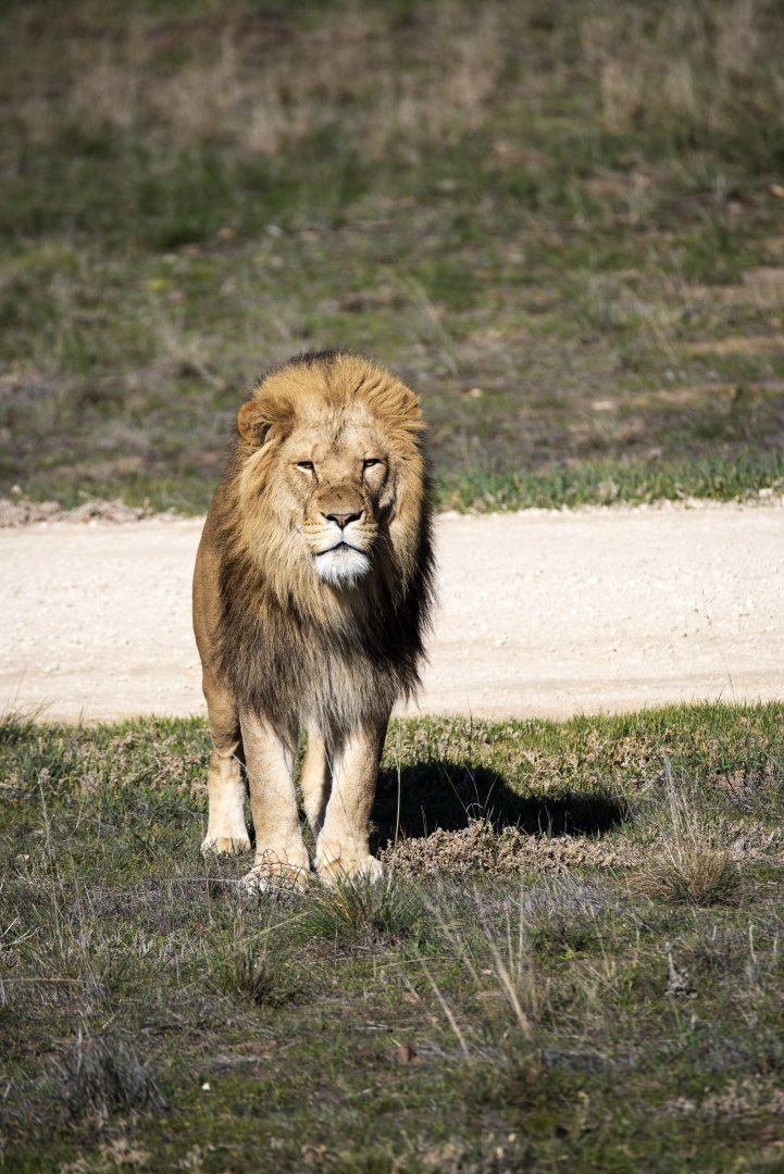 African Lion