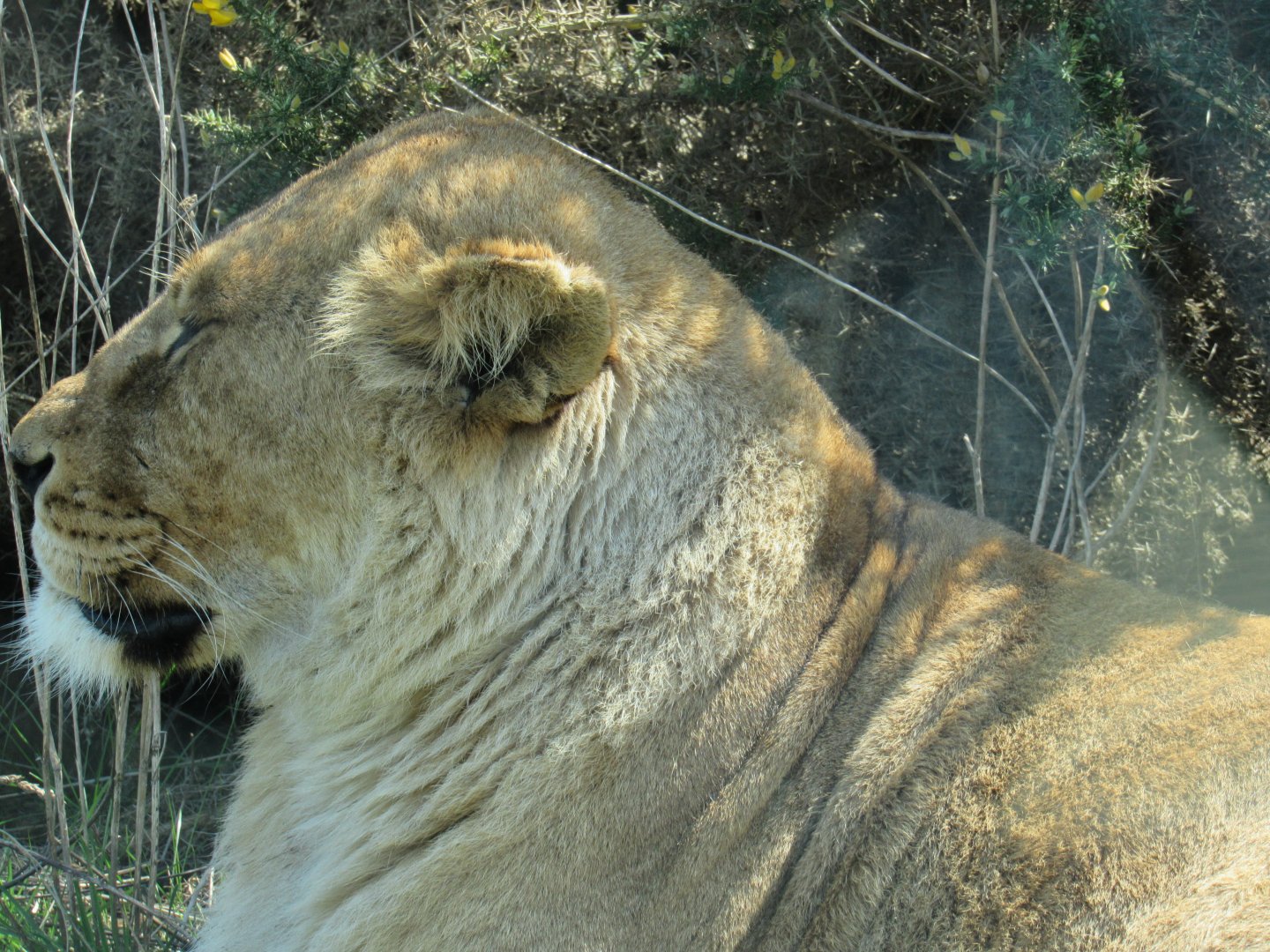 African Lion