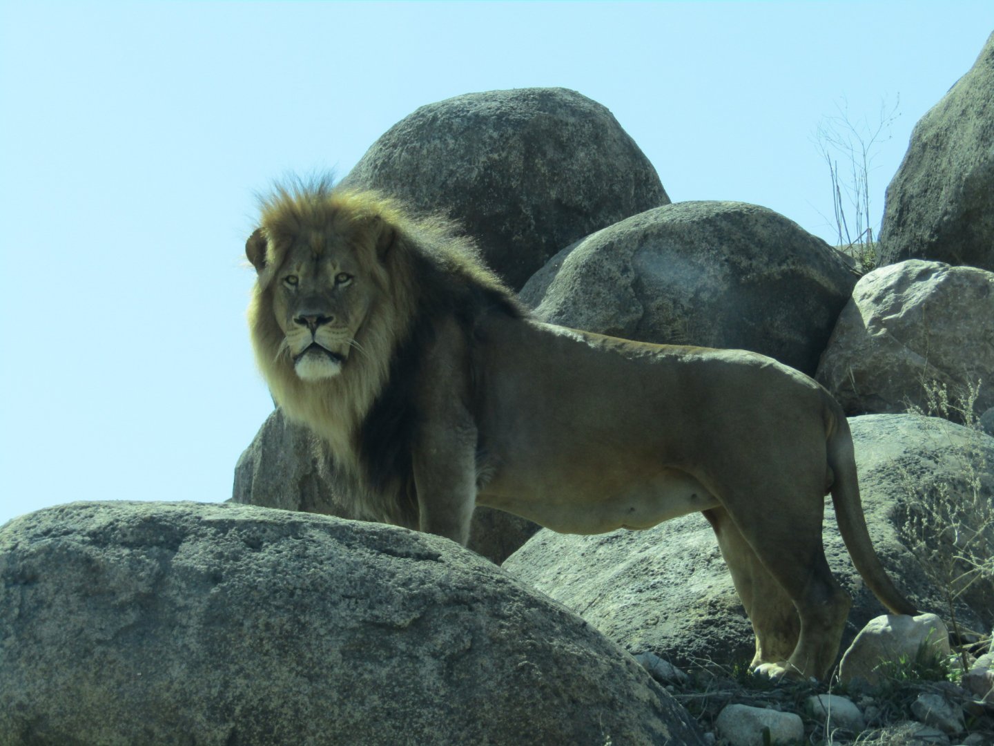 African Lion