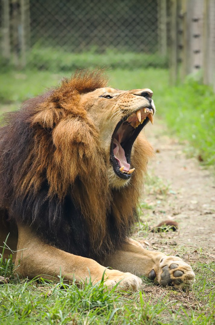 African lion