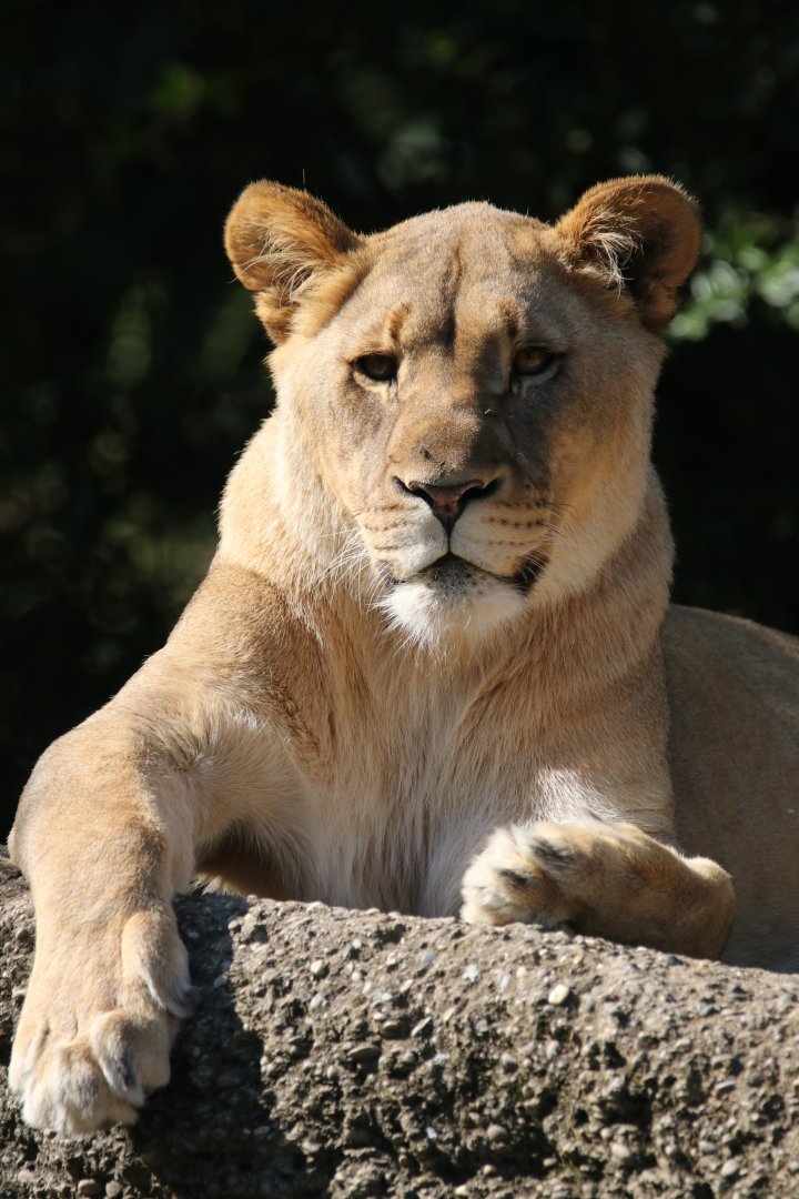 African lion