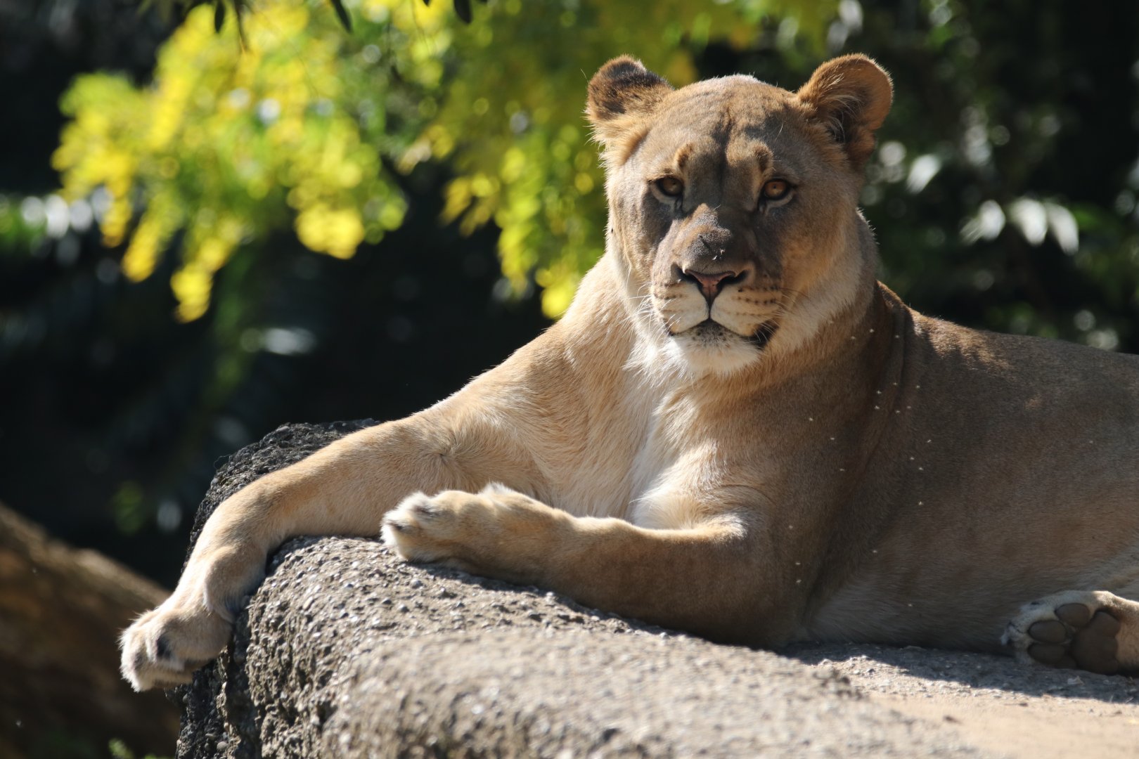 African lion