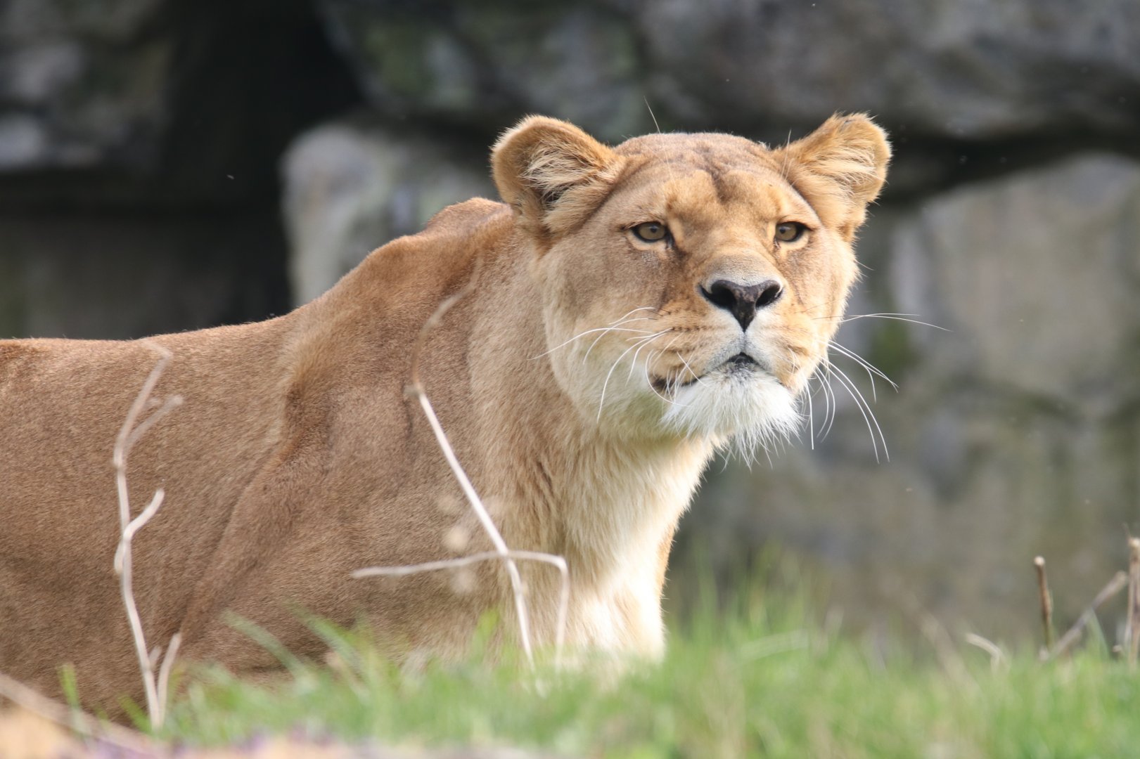 African lion