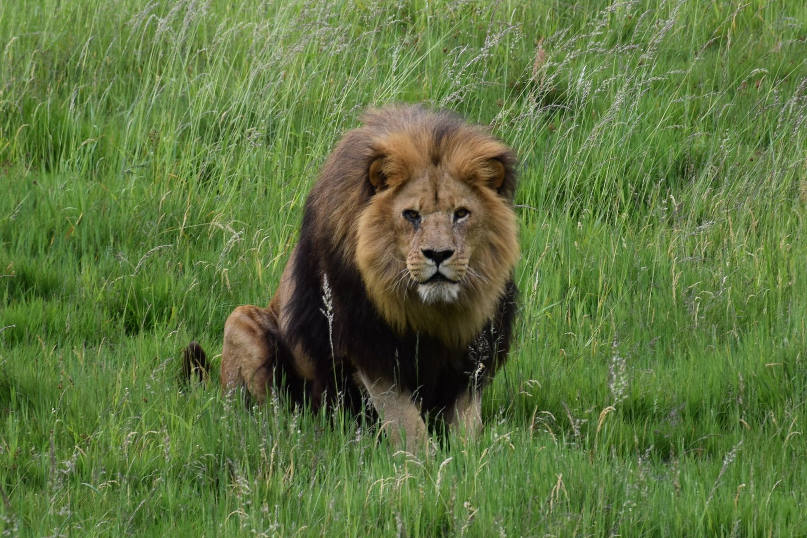 African lion