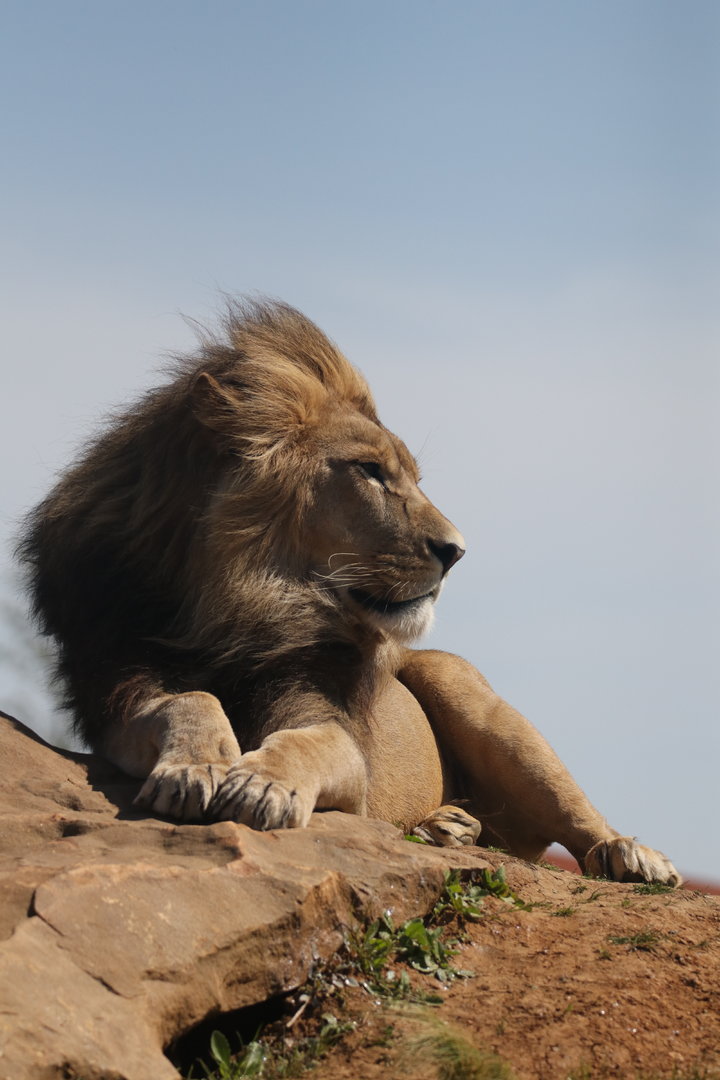 African Lion