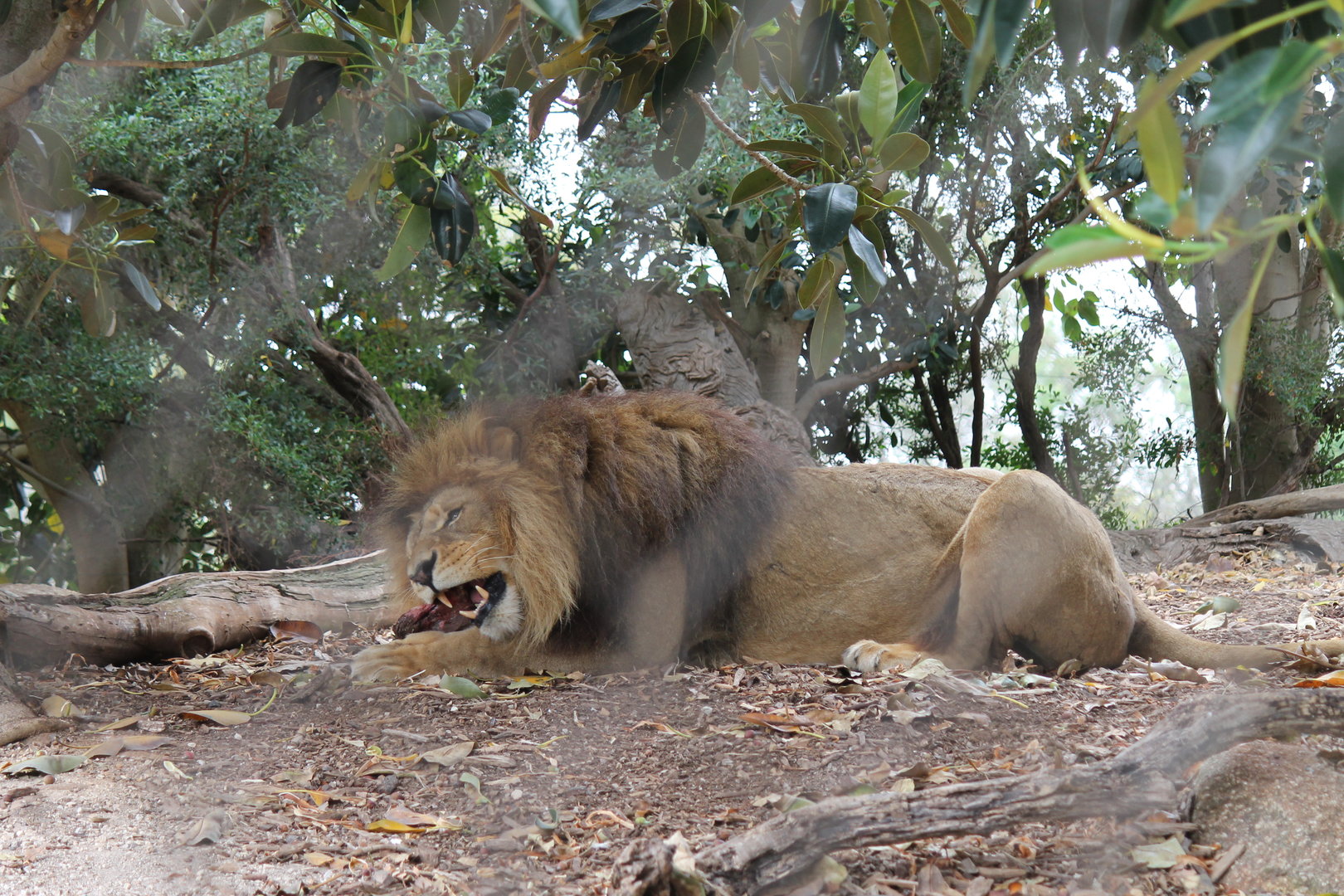 African Lion