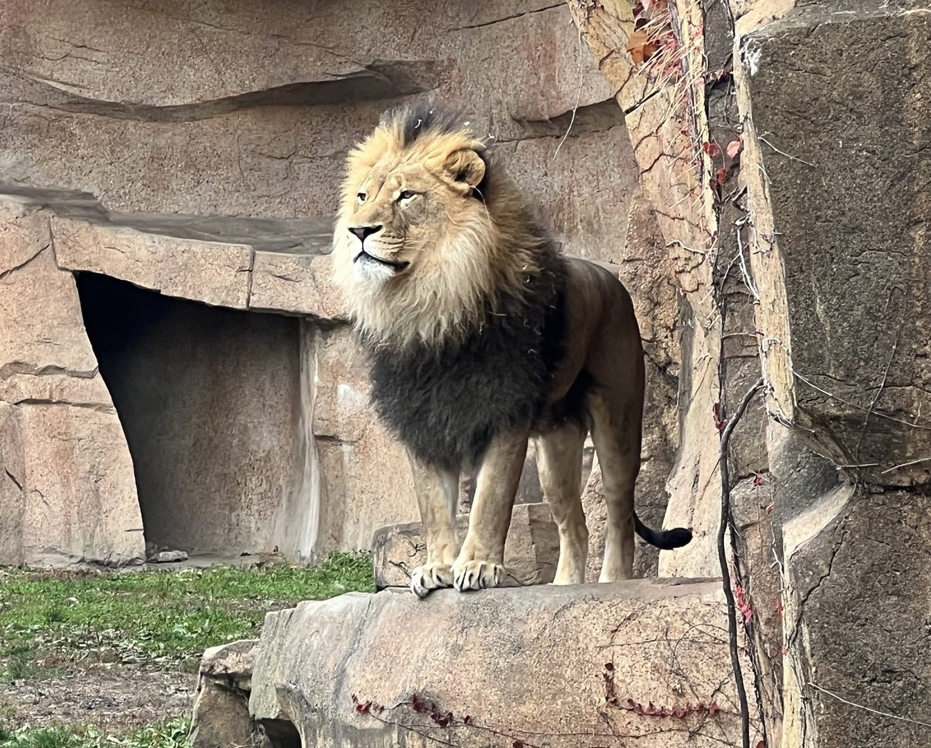 African Lion