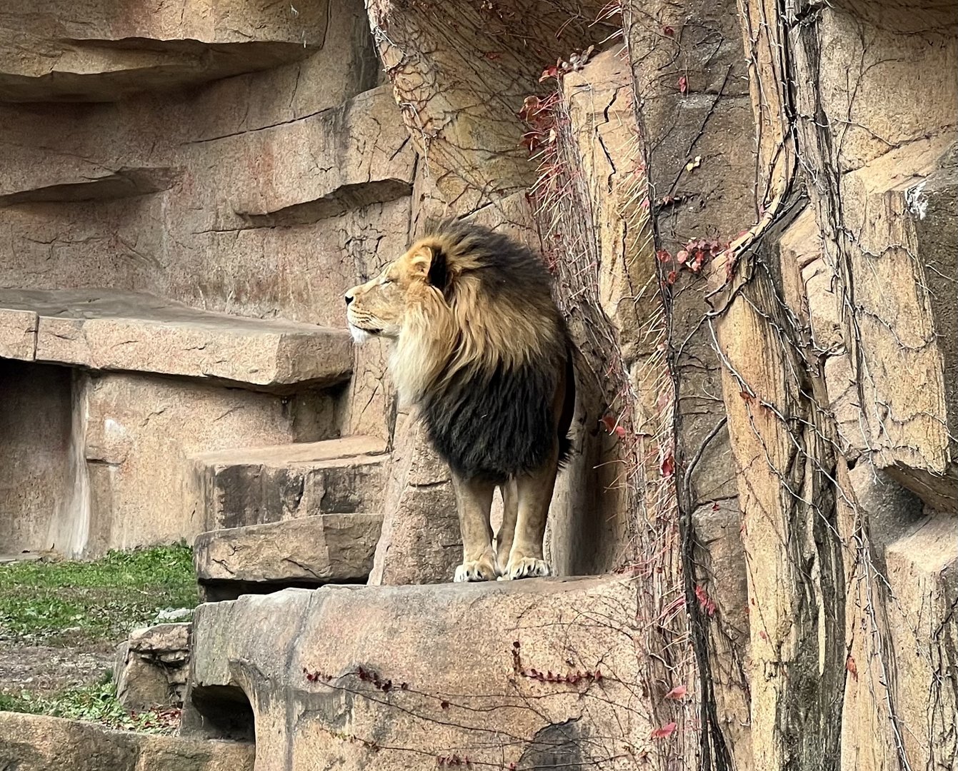 African Lion