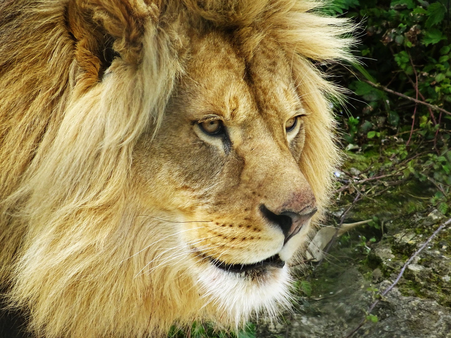 African Lion
