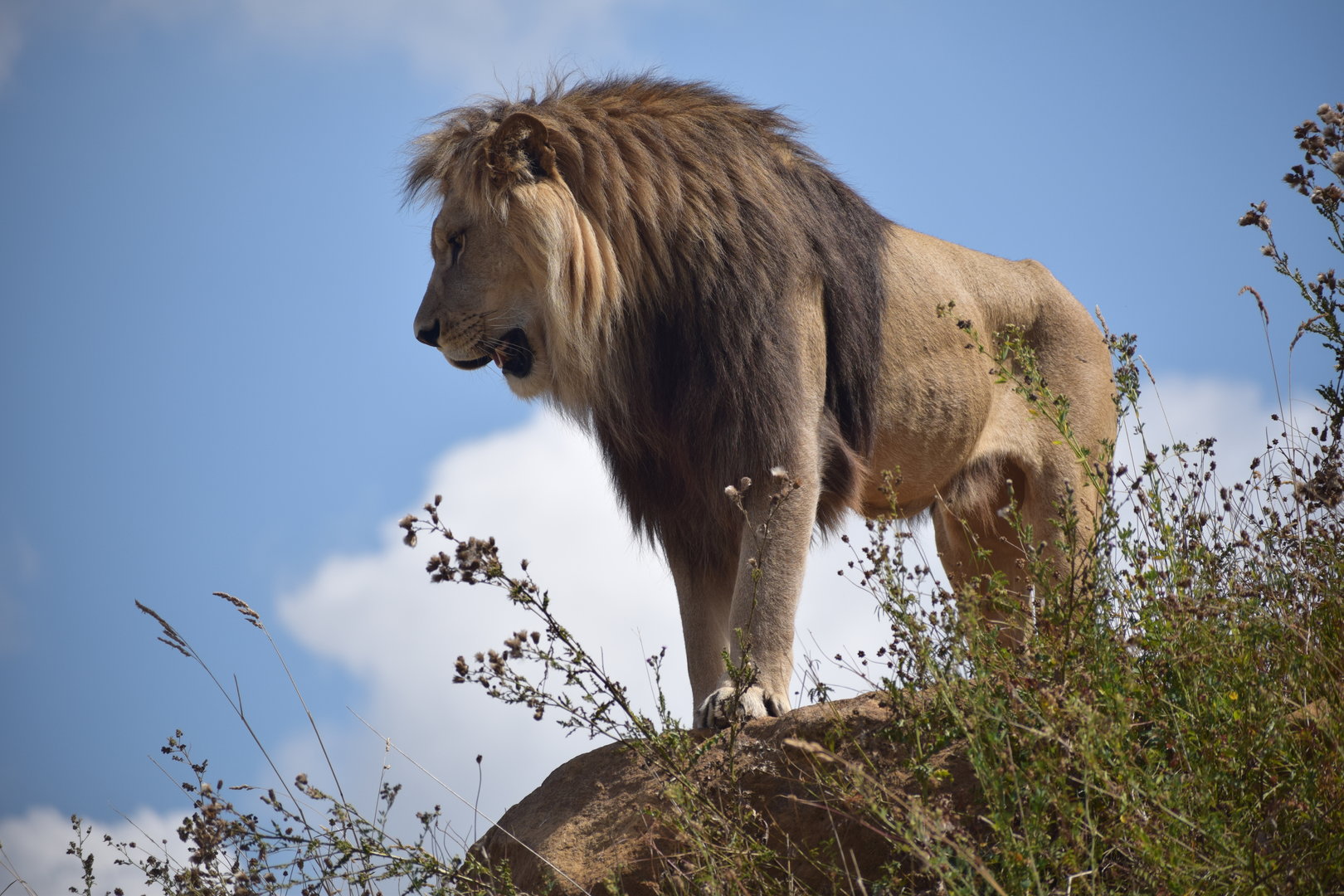 African lion