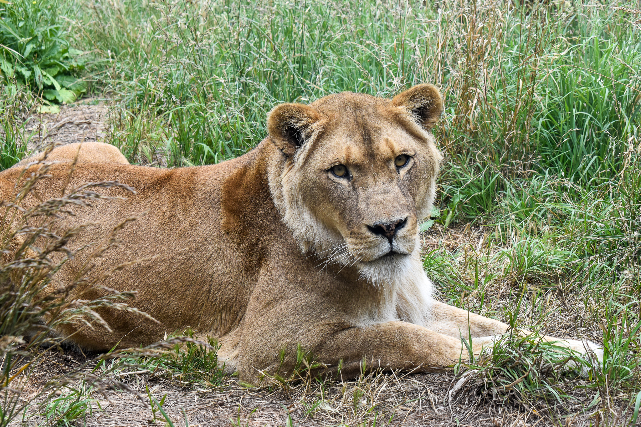 African Lion
