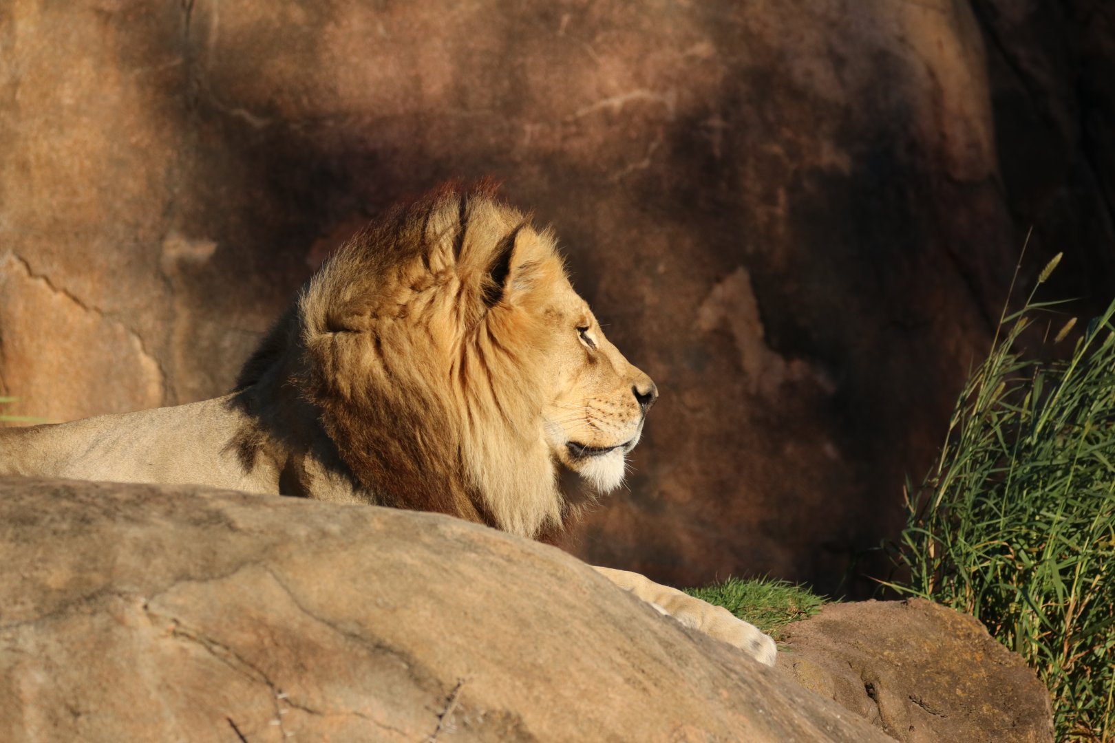 African lion