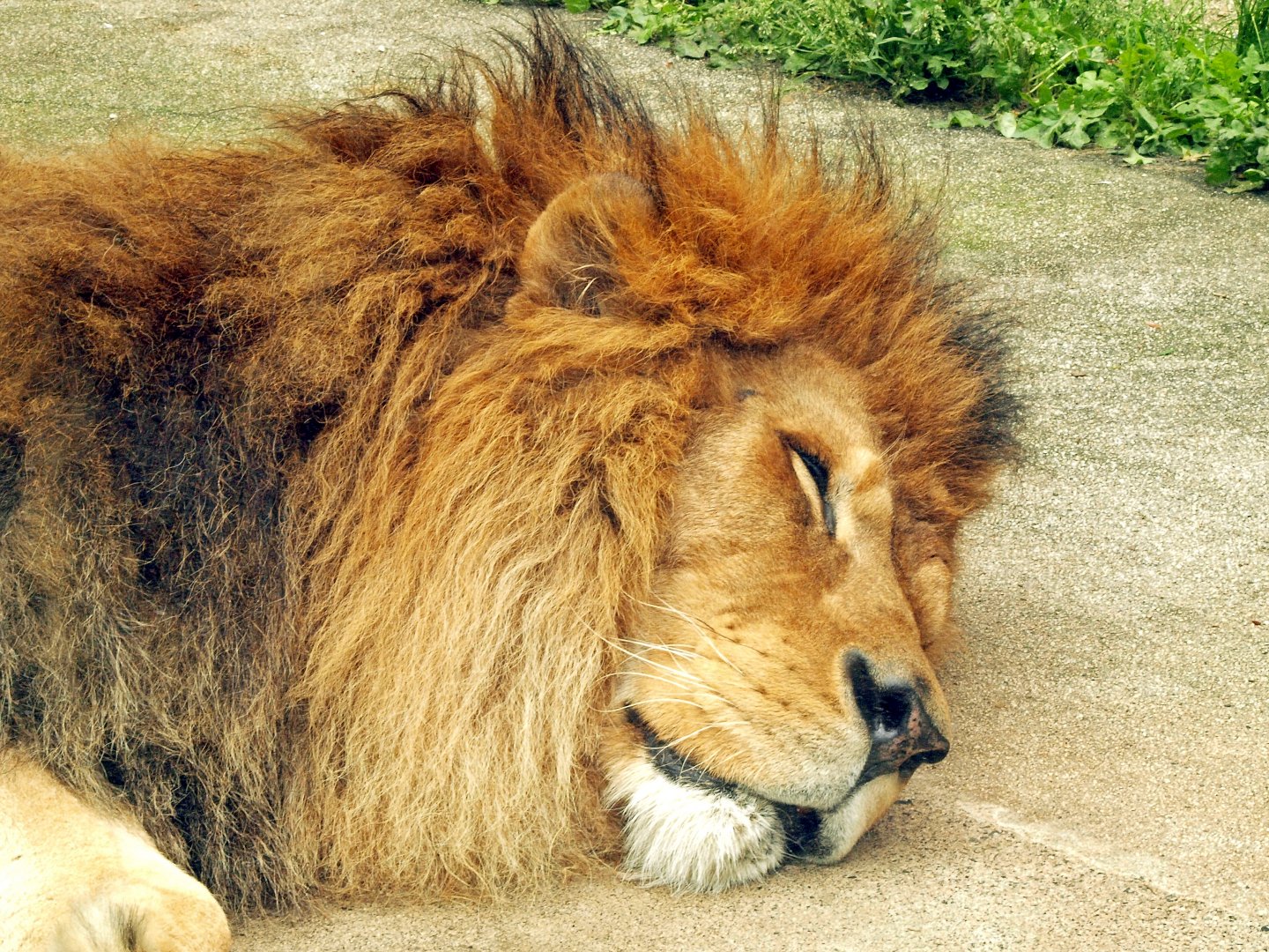 African lion