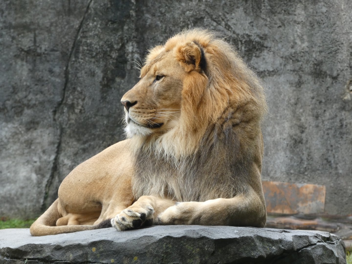 African Lion