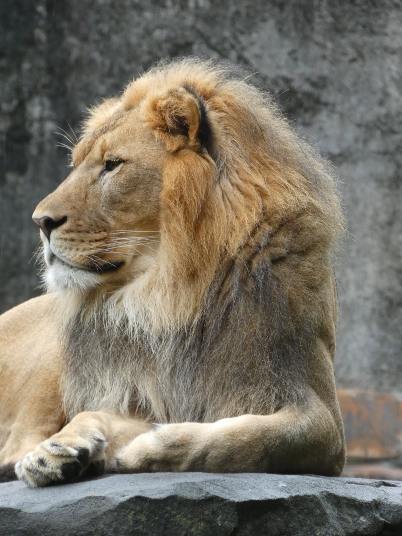 African Lion