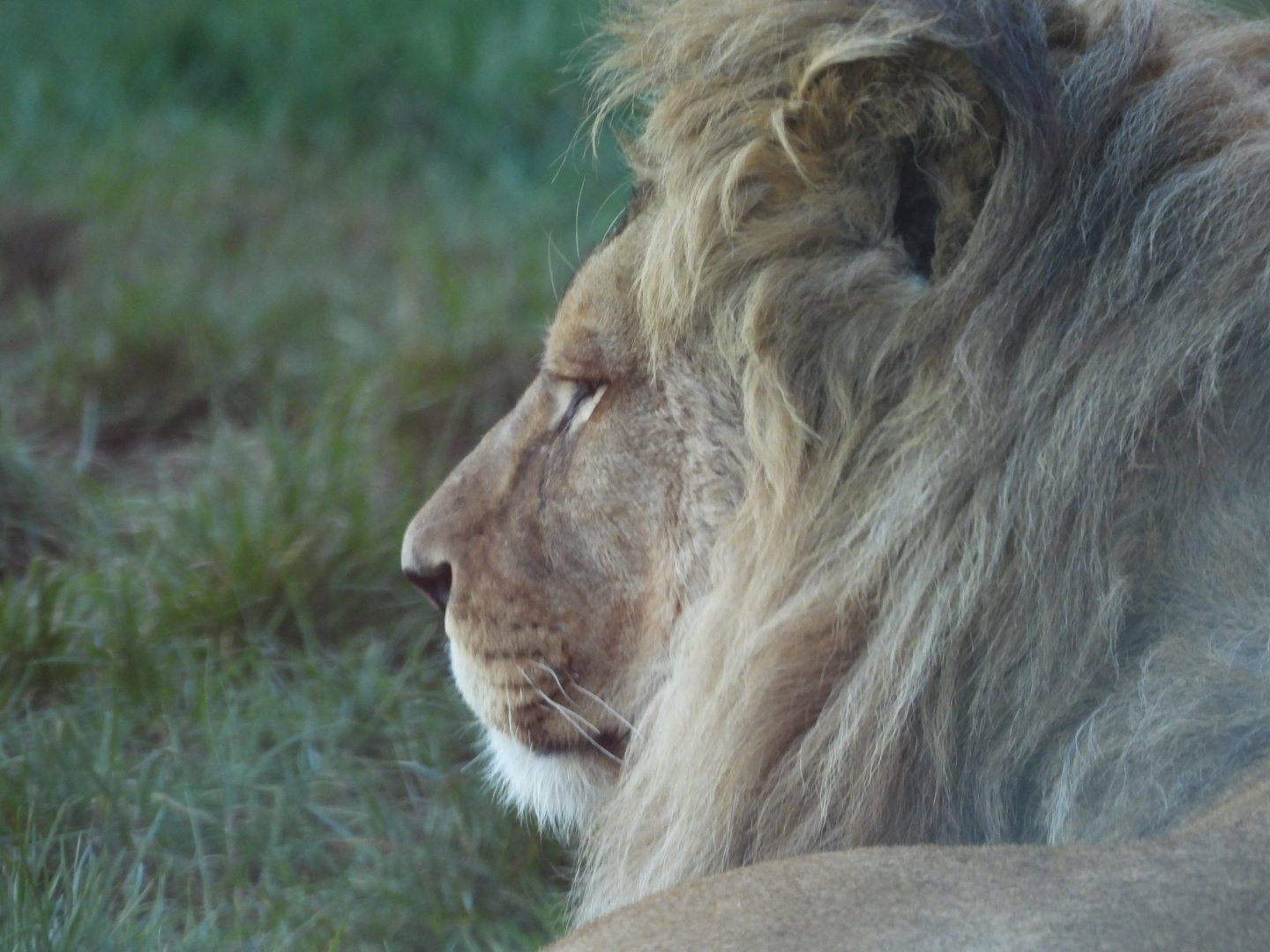African Lion