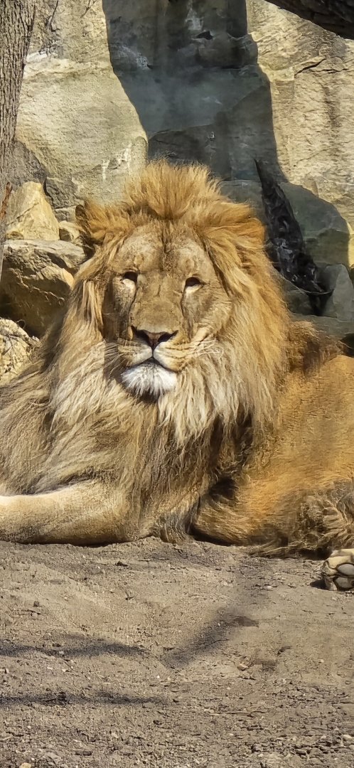 African lion