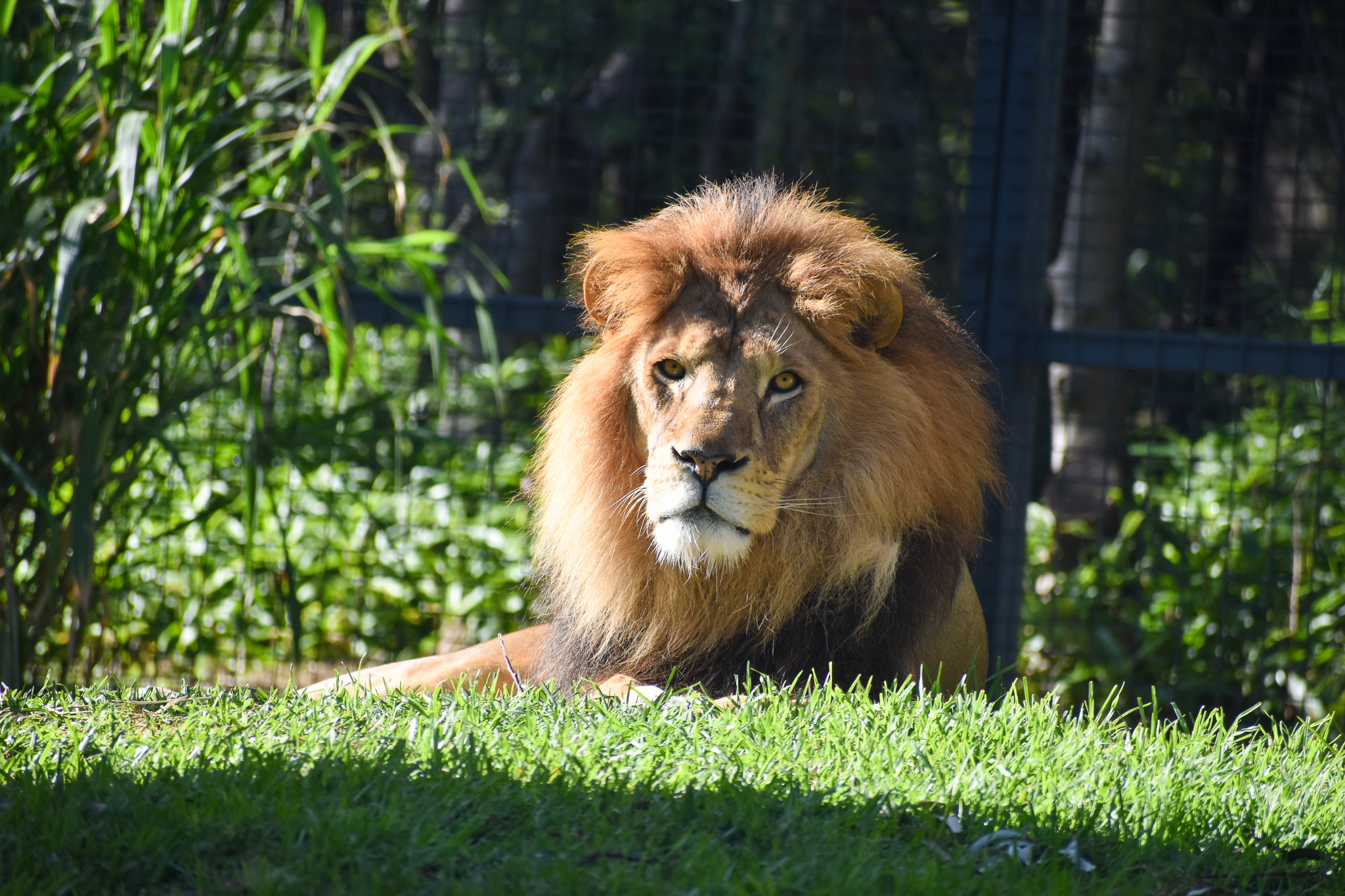 African Lion