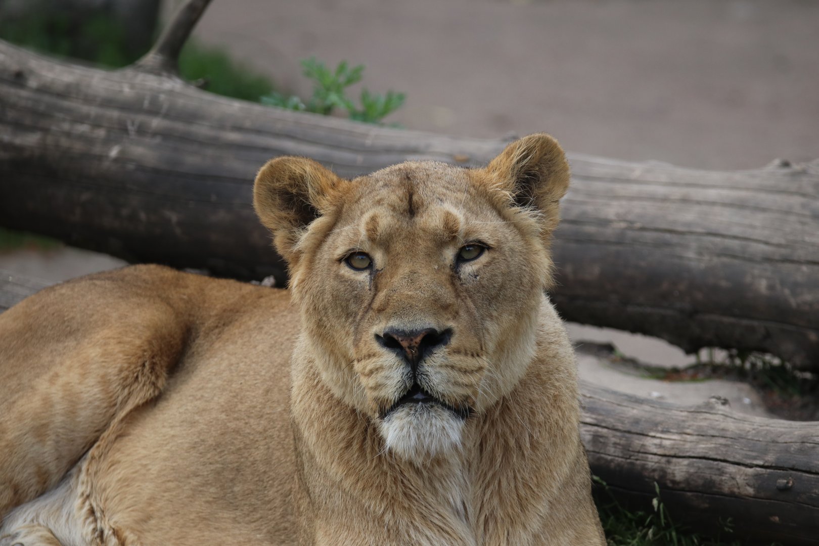 African Lion