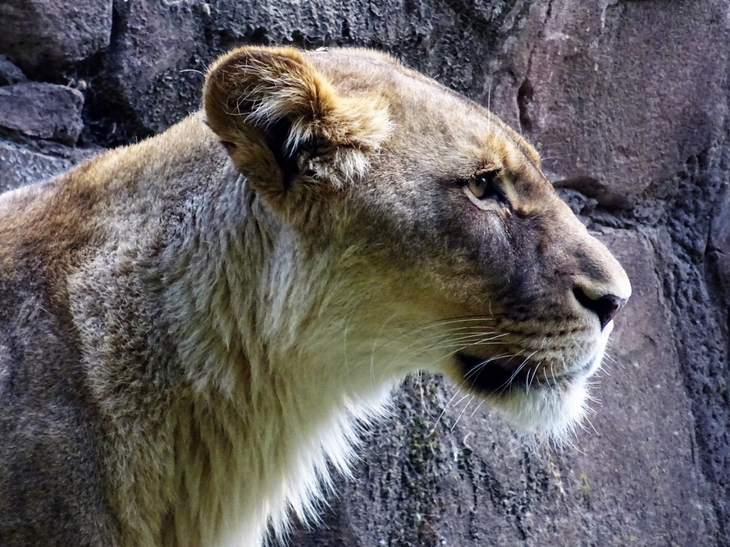 African Lion