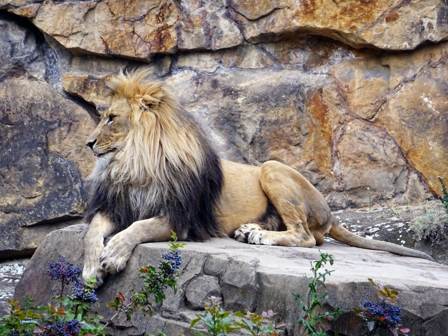 African Lion