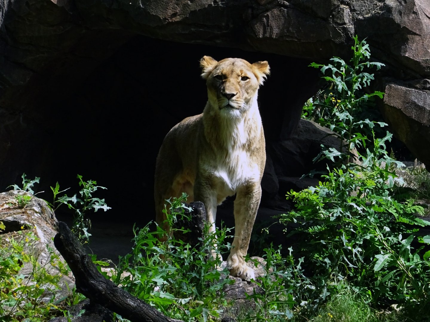 African Lion